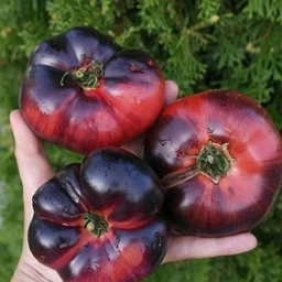 Аватар канала «ПОМИДОРОМАМА ЖИЗНЬ»