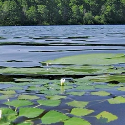 Аватар канала «Администрация сельского поселения Новокулевский сельсовет»