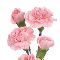 Аватар канала «МДОУ Детский сад № 38 «Гвоздика»»