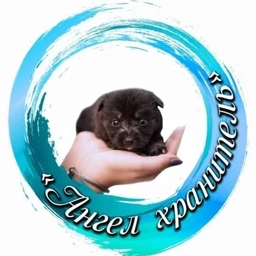 Аватар канала «Приют "Ангел Хранитель" г. Хабаровск»