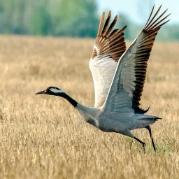 Аватар канала «МКДОУ Детский сад "Журавушка", РП Ильинка»