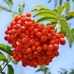 Аватар канала «МБДОУ детский сад №4 "Рябинушка" г. Брянска»