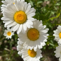 Аватар канала «Детский сад "Ромашка" с.Тербуны»