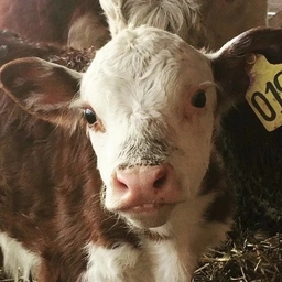 Аватар канала «КФХ "Герефорд"»