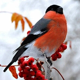 Аватар канала «МБДОУ г.Мурманска №130»