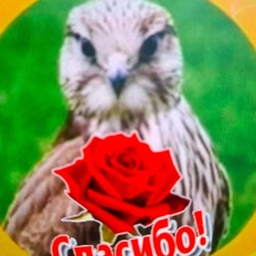 Аватар канала «МКДОУ Урминский детский сад "Орленок"»