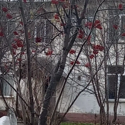 Аватар канала «МБОУ "Издревинская школа №58" Новосибирского района, Новосибирской области.»