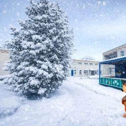 Аватар канала «МБДОУ "Детский сад №9" г. Никольска Пензенской области»