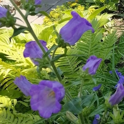 Аватар канала «Тацинский детский сад "Колокольчик"»