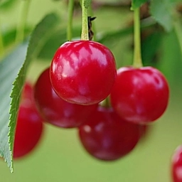 Аватар канала «МБДОУ ДС "Вишенка" г.Волгодонска»