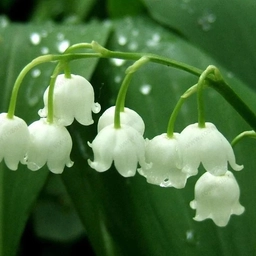 Аватар канала «МДОУ д/с "Ландыш" г. Балашова»