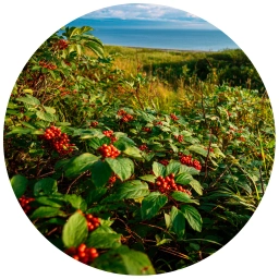 Аватар канала «Адаптогены Сахалина и Курильских островов»