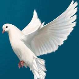 Аватар канала «МАДОУ детский сад "Голубок"»