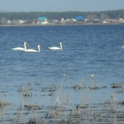 Аватар канала «ГАСУСО СО "ЩЕЛКУНСКИЙ ДСО"»