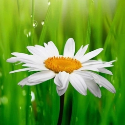 Аватар канала «МКДОУ "Киреевский д/с "Ромашка"»