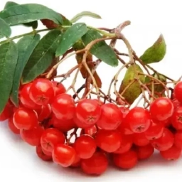 Аватар канала «МБДОУ ЦРР детский сад № 2 "Рябинушка"»