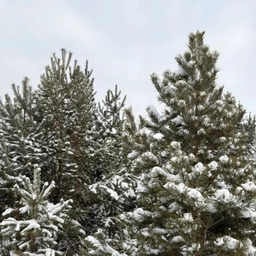 Аватар канала «Главное управление лесами Челябинской области»