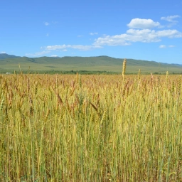 Аватар канала «Минсельхоз Забайкалья»
