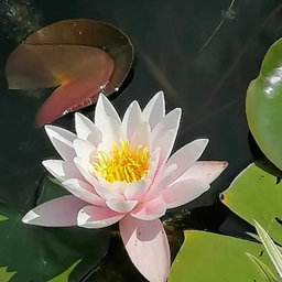 Аватар канала «МОУ "САНАТОРНАЯ ШКОЛА-ИНТЕРНАТ №10", Ярославль»