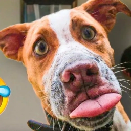 Аватар канала «Зверьё моё | усатый юмор | мемы | животные»