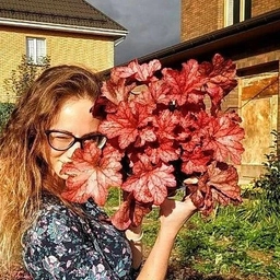 Аватар канала «В_мечтах_о_саде, гейхеры»