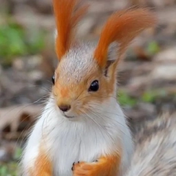 Аватар канала «Канал новостей БЕЛОЧКА»