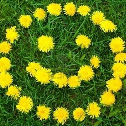 Аватар канала «МКДОУ "Детский сад 2 " Одуванчик" станица Преградная"»