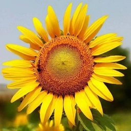 Аватар канала «МБОУ "Лобановская школа - детский сад" Джанкойский район»