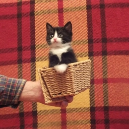 Аватар канала «Котики-накотики коты/кошки/домашние животные /любимцы»