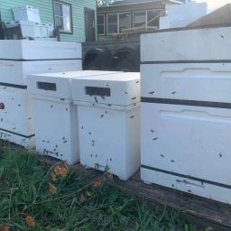 Аватар канала «Реальный Пчеловод в MAX (Пчелопакеты: Карника, Бакфаст)»