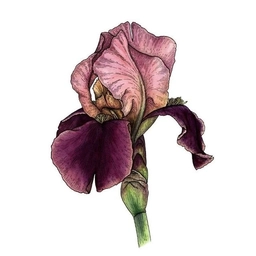 Аватар канала «Екатерина Казакова - акварель и графика линерами»