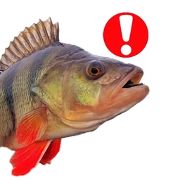 Аватар канала «БАМ! Рыбалка с Медведем»