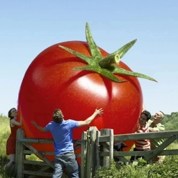 Аватар канала «Наша дача | Сад | Огород»