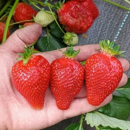 Аватар канала «Клубника-СТ»