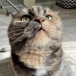 Аватар канала «Кошка.ru»