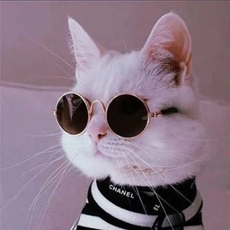 Аватар канала «Кошки. Котики 🐈»