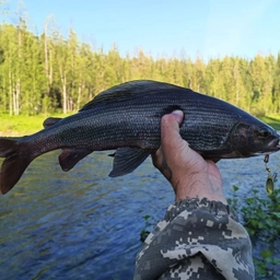 Аватар канала «Это не диалоги о рыбалке.Жизнь и рыбалка в Сибири.»