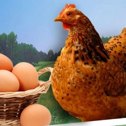 Аватар канала «Птицеводство☭»