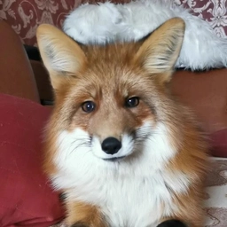 Аватар канала «Лисы в Доме»