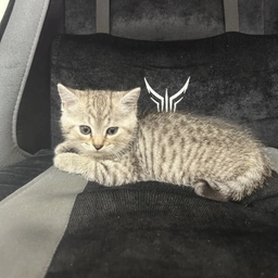 Аватар канала «милые котики ^-^ коты / собаки / кошки / животные / смешные видео»