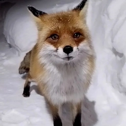 Аватар канала «Цыцамания»