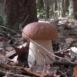 Аватар канала «Грибы России»