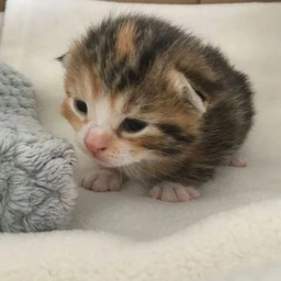 Аватар канала «Мякичи | Котята и коты»