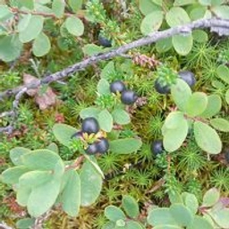 Аватар группы «Уфа»