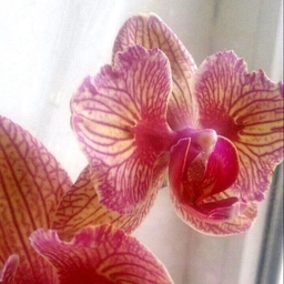 Аватар канала «Продажа сортовых орхидей, подростков, орхиаты и т.д.»