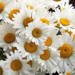 Аватар канала «СТИЛЬНЫЕ ОТКРЫТКИ»