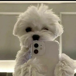 Аватар группы «🐶ПёсоФФФ | Собаки без фильтра»