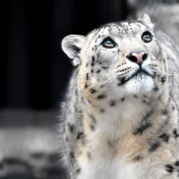 Аватар канала «Сайлюгемский национальный парк»