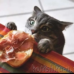 Аватар канала «Людмила Плеханова готовим вместе. Еда»