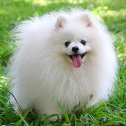 Аватар канала «Собаки. Собачки 🐶»